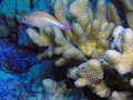   Unknown fish sitting coral  